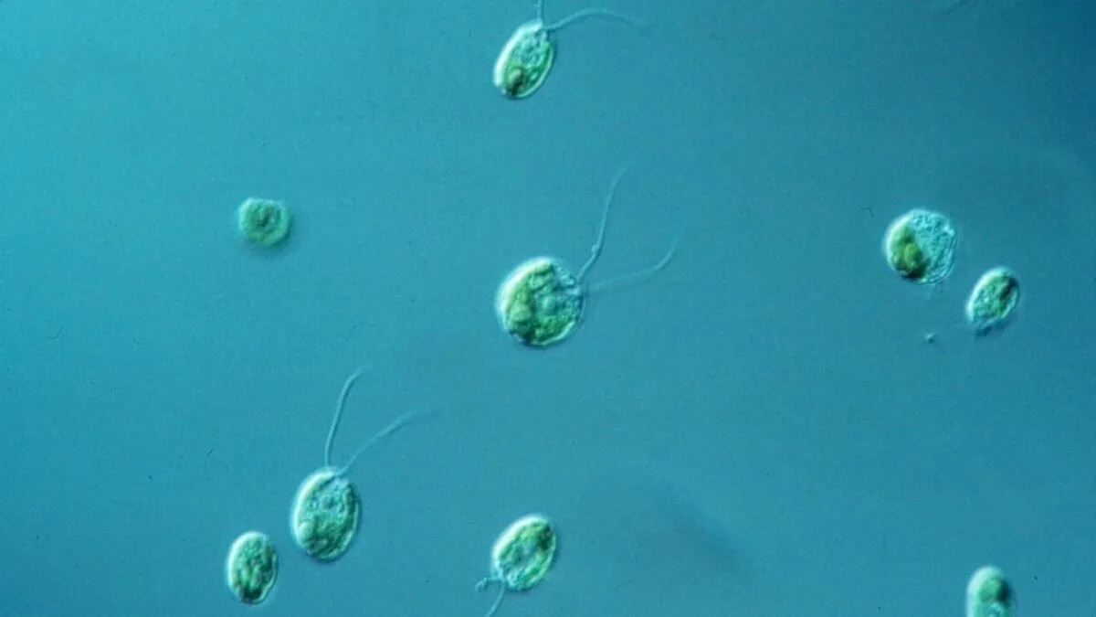 Chlamydomonas reinhardtii